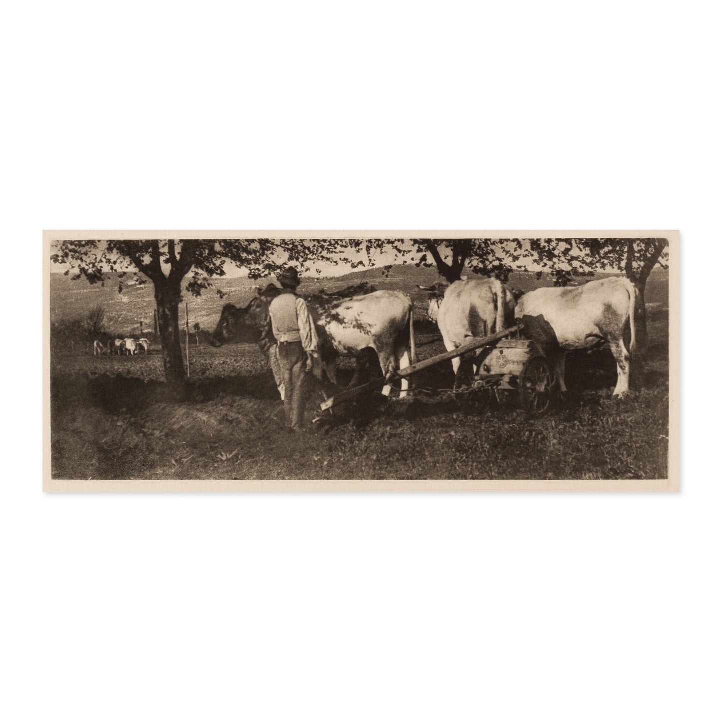 James Craig Annan, Ploughing Team 1907