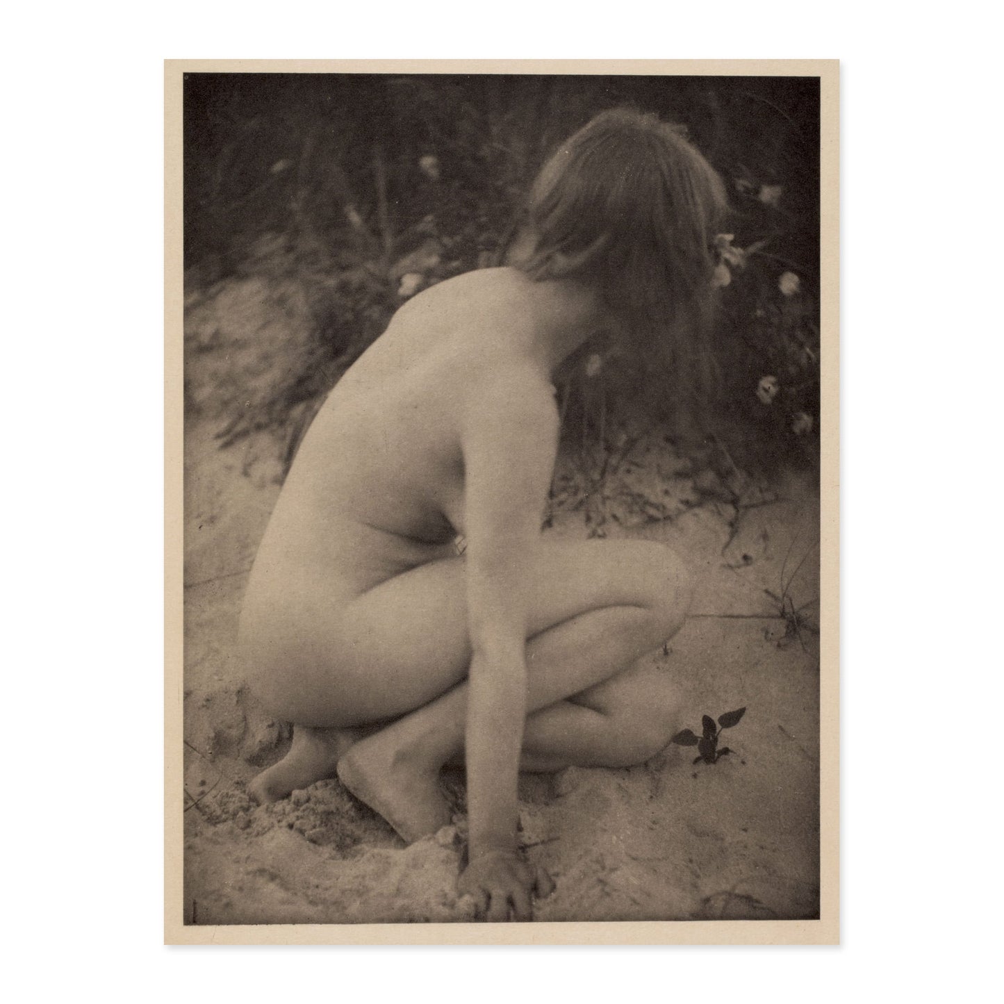 Alice Boughton, Sand and Wild Roses 1909