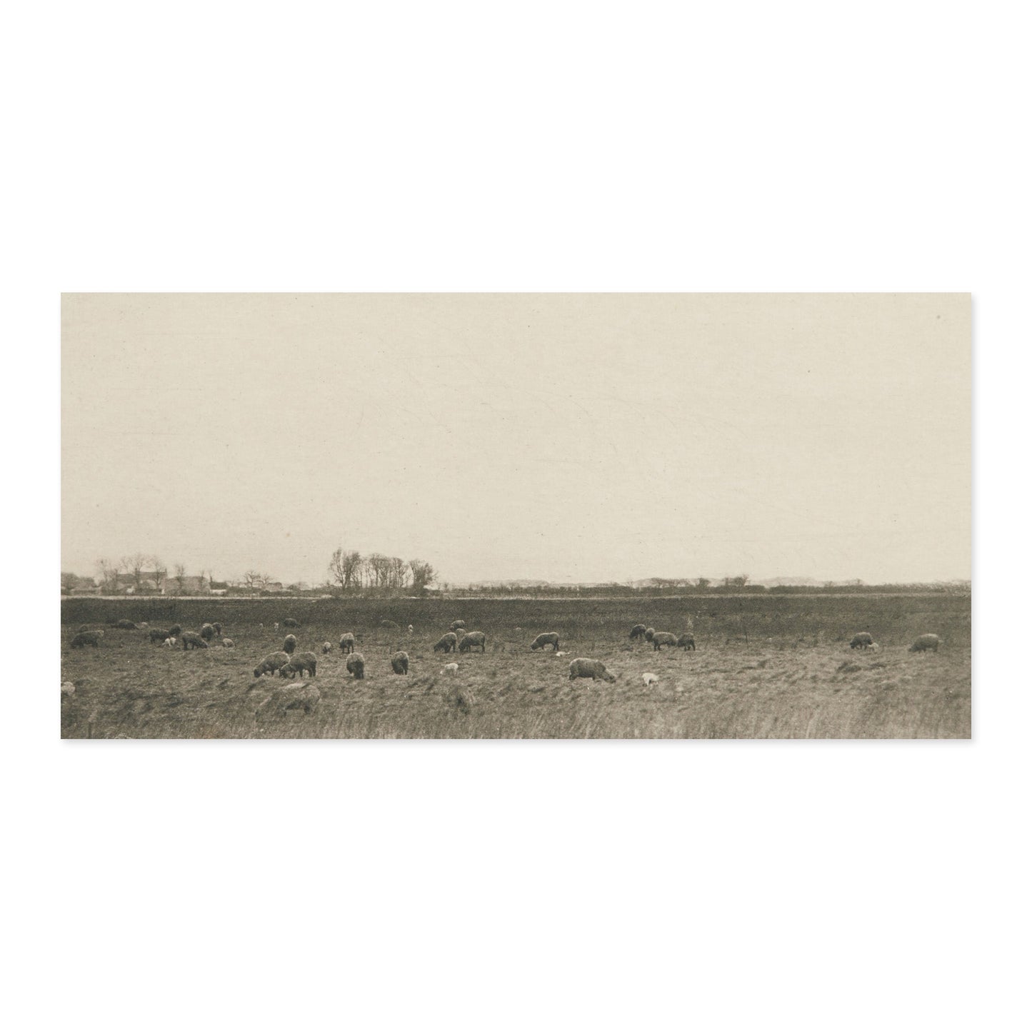 Peter Henry Emerson, Marshes by the North Sea 1893