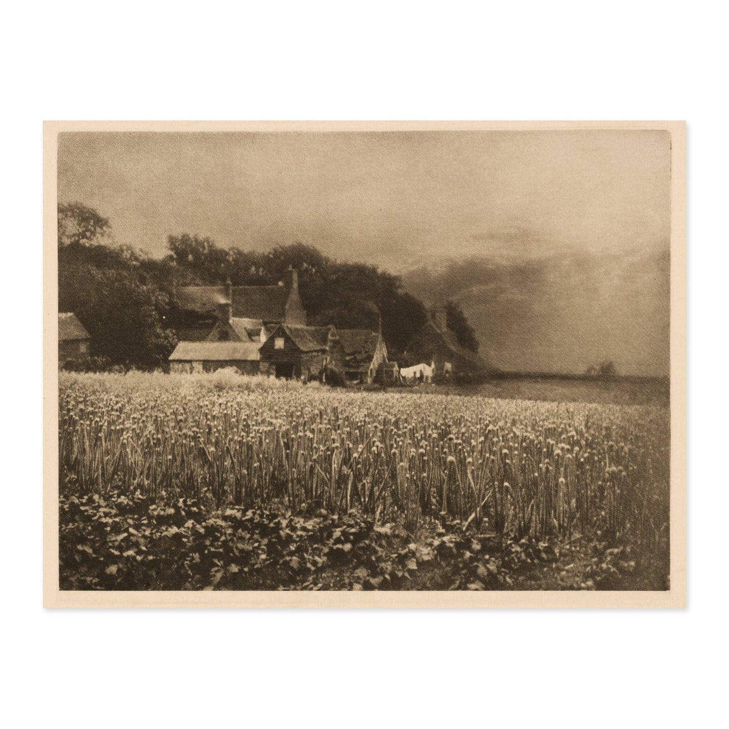 George Davison, The Onion Field 1890