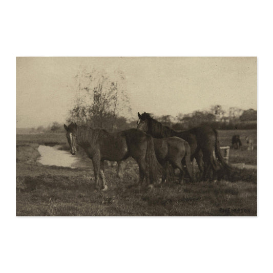 Peter Henry Emerson, Colts on a Norfolk Marsh 1888